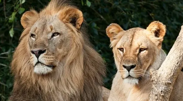 強いオスに守ってもらうメス