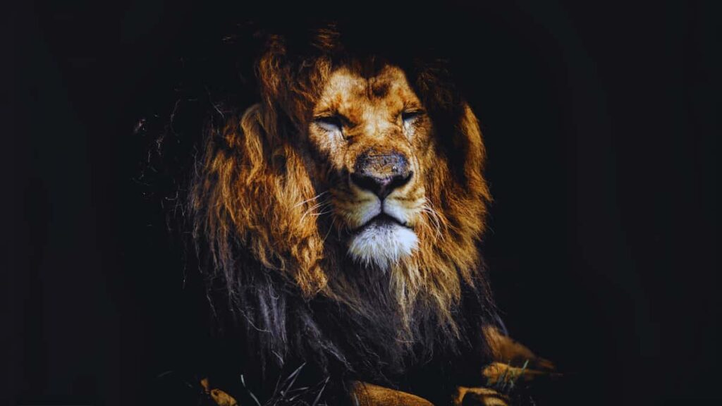 威厳のあるライオン